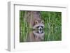 Raccoon drinking from a beaver pond in Acadia National Park-George Sanker-Framed Photographic Print