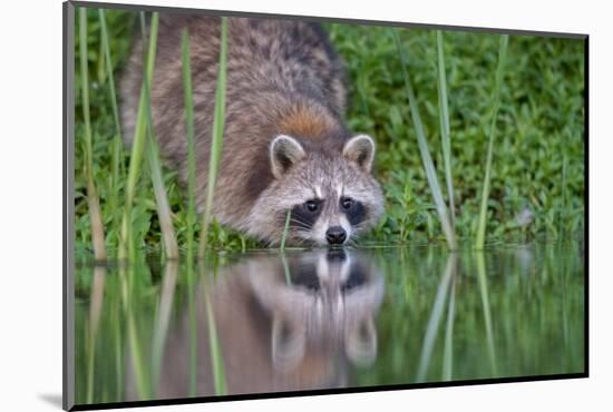 Raccoon drinking from a beaver pond in Acadia National Park-George Sanker-Mounted Photographic Print