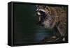 Raccoon Eating a Leopard Frog-W. Perry Conway-Framed Stretched Canvas