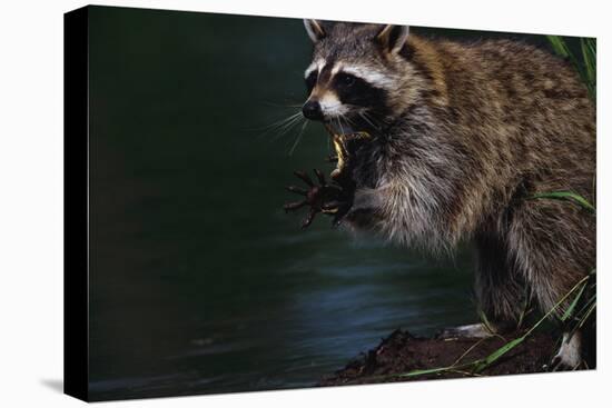 Raccoon Eating a Leopard Frog-W. Perry Conway-Stretched Canvas