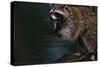 Raccoon Eating a Leopard Frog-W. Perry Conway-Stretched Canvas