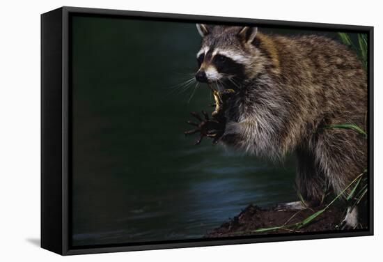 Raccoon Eating a Leopard Frog-W. Perry Conway-Framed Stretched Canvas