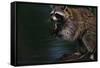 Raccoon Eating a Leopard Frog-W. Perry Conway-Framed Stretched Canvas