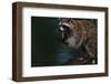 Raccoon Eating a Leopard Frog-W. Perry Conway-Framed Premium Photographic Print