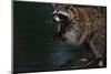 Raccoon Eating a Leopard Frog-W. Perry Conway-Mounted Premium Photographic Print