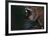 Raccoon Eating a Leopard Frog-W. Perry Conway-Framed Photographic Print