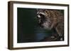 Raccoon Eating a Leopard Frog-W. Perry Conway-Framed Photographic Print