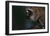 Raccoon Eating a Leopard Frog-W. Perry Conway-Framed Photographic Print