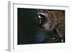 Raccoon Eating a Leopard Frog-W. Perry Conway-Framed Photographic Print