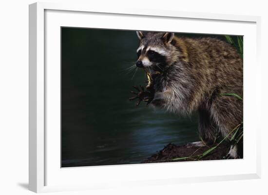 Raccoon Eating a Leopard Frog-W. Perry Conway-Framed Photographic Print