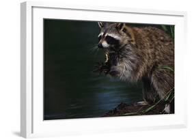 Raccoon Eating a Leopard Frog-W. Perry Conway-Framed Photographic Print