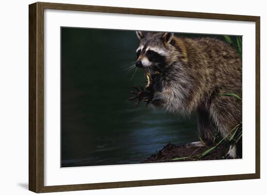 Raccoon Eating a Leopard Frog-W. Perry Conway-Framed Photographic Print