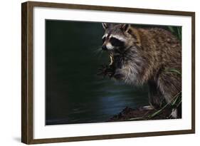 Raccoon Eating a Leopard Frog-W. Perry Conway-Framed Photographic Print