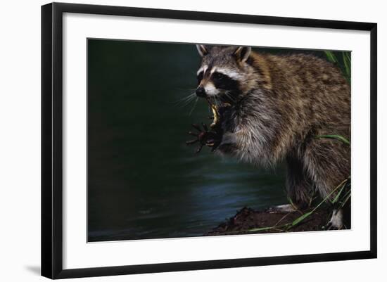 Raccoon Eating a Leopard Frog-W. Perry Conway-Framed Photographic Print