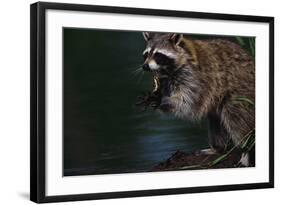 Raccoon Eating a Leopard Frog-W. Perry Conway-Framed Photographic Print