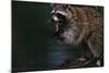 Raccoon Eating a Leopard Frog-W. Perry Conway-Mounted Photographic Print