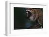 Raccoon Eating a Leopard Frog-W. Perry Conway-Framed Photographic Print