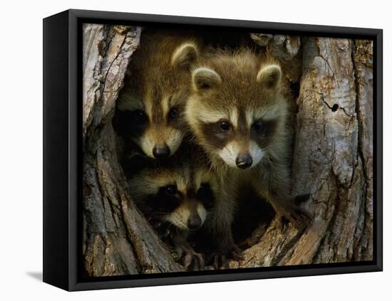 Raccoon Family in Hollow of Tree-W. Perry Conway-Framed Stretched Canvas