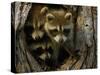 Raccoon Family in Hollow of Tree-W. Perry Conway-Stretched Canvas