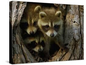 Raccoon Family in Hollow of Tree-W. Perry Conway-Stretched Canvas