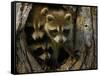 Raccoon Family in Hollow of Tree-W. Perry Conway-Framed Stretched Canvas