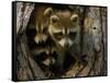Raccoon Family in Hollow of Tree-W. Perry Conway-Framed Stretched Canvas