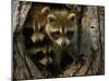 Raccoon Family in Hollow of Tree-W. Perry Conway-Mounted Premium Photographic Print