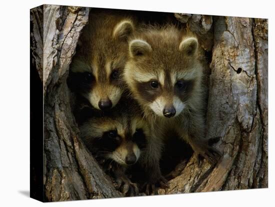 Raccoon Family in Hollow of Tree-W. Perry Conway-Stretched Canvas