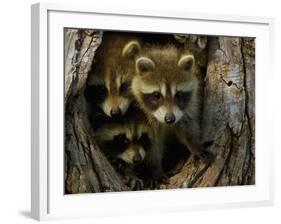 Raccoon Family in Hollow of Tree-W. Perry Conway-Framed Photographic Print