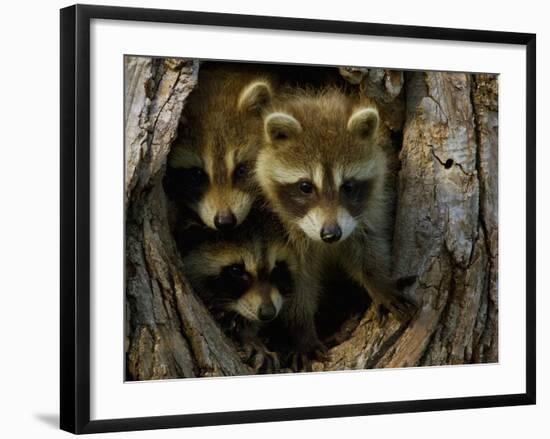 Raccoon Family in Hollow of Tree-W. Perry Conway-Framed Photographic Print