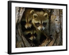 Raccoon Family in Hollow of Tree-W. Perry Conway-Framed Photographic Print