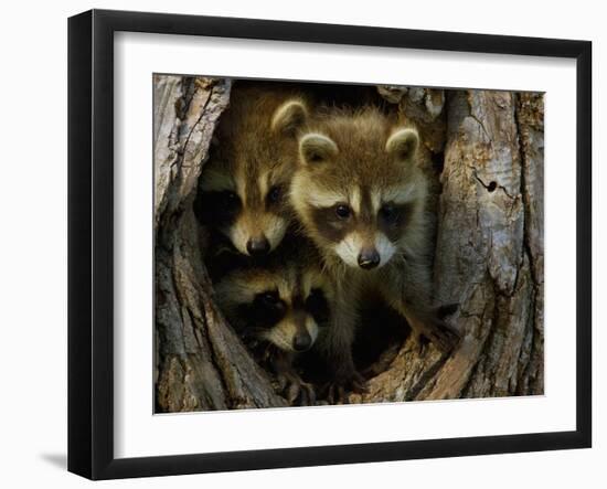 Raccoon Family in Hollow of Tree-W. Perry Conway-Framed Photographic Print