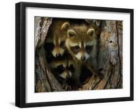 Raccoon Family in Hollow of Tree-W. Perry Conway-Framed Photographic Print