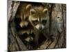 Raccoon Family in Hollow of Tree-W. Perry Conway-Mounted Photographic Print