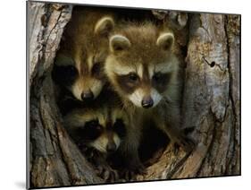 Raccoon Family in Hollow of Tree-W. Perry Conway-Mounted Photographic Print