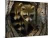 Raccoon Family in Hollow of Tree-W. Perry Conway-Mounted Photographic Print