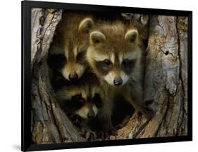 Raccoon Family in Hollow of Tree-W. Perry Conway-Framed Photographic Print