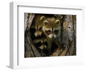 Raccoon Family in Hollow of Tree-W. Perry Conway-Framed Photographic Print