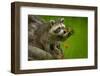 Raccoon in Minnesota under Controlled Conditions Agnieszka Bacal.-Agnieszka Bacal-Framed Photographic Print