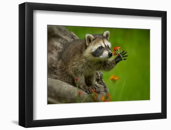 Raccoon in Minnesota under Controlled Conditions Agnieszka Bacal.-Agnieszka Bacal-Framed Photographic Print