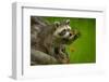 Raccoon in Minnesota under Controlled Conditions Agnieszka Bacal.-Agnieszka Bacal-Framed Photographic Print