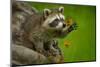 Raccoon in Minnesota under Controlled Conditions Agnieszka Bacal.-Agnieszka Bacal-Mounted Photographic Print