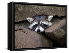 Raccoon Inbetween Rocks-null-Framed Stretched Canvas