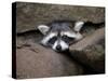 Raccoon Inbetween Rocks-null-Stretched Canvas