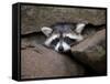 Raccoon Inbetween Rocks-null-Framed Stretched Canvas