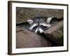 Raccoon Inbetween Rocks-null-Framed Photographic Print