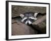 Raccoon Inbetween Rocks-null-Framed Photographic Print