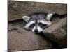 Raccoon Inbetween Rocks-null-Mounted Photographic Print