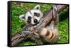 Raccoon Learning to Climb-Jay Ondreicka-Framed Stretched Canvas