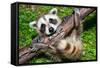 Raccoon Learning to Climb-Jay Ondreicka-Framed Stretched Canvas